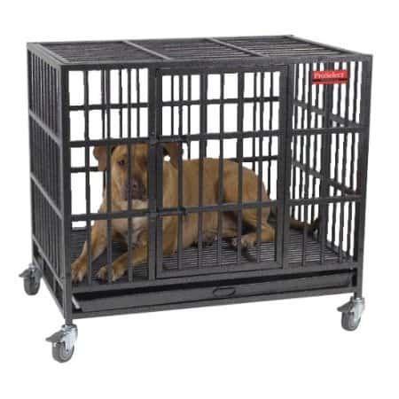 raised dog cages